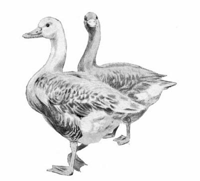 Geese Geese