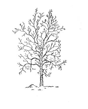 frontispiece