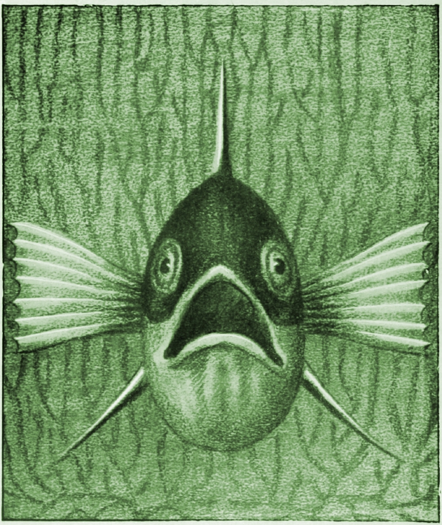 Einheimische Fische; Die Süßwasserfische unsrer Heimat