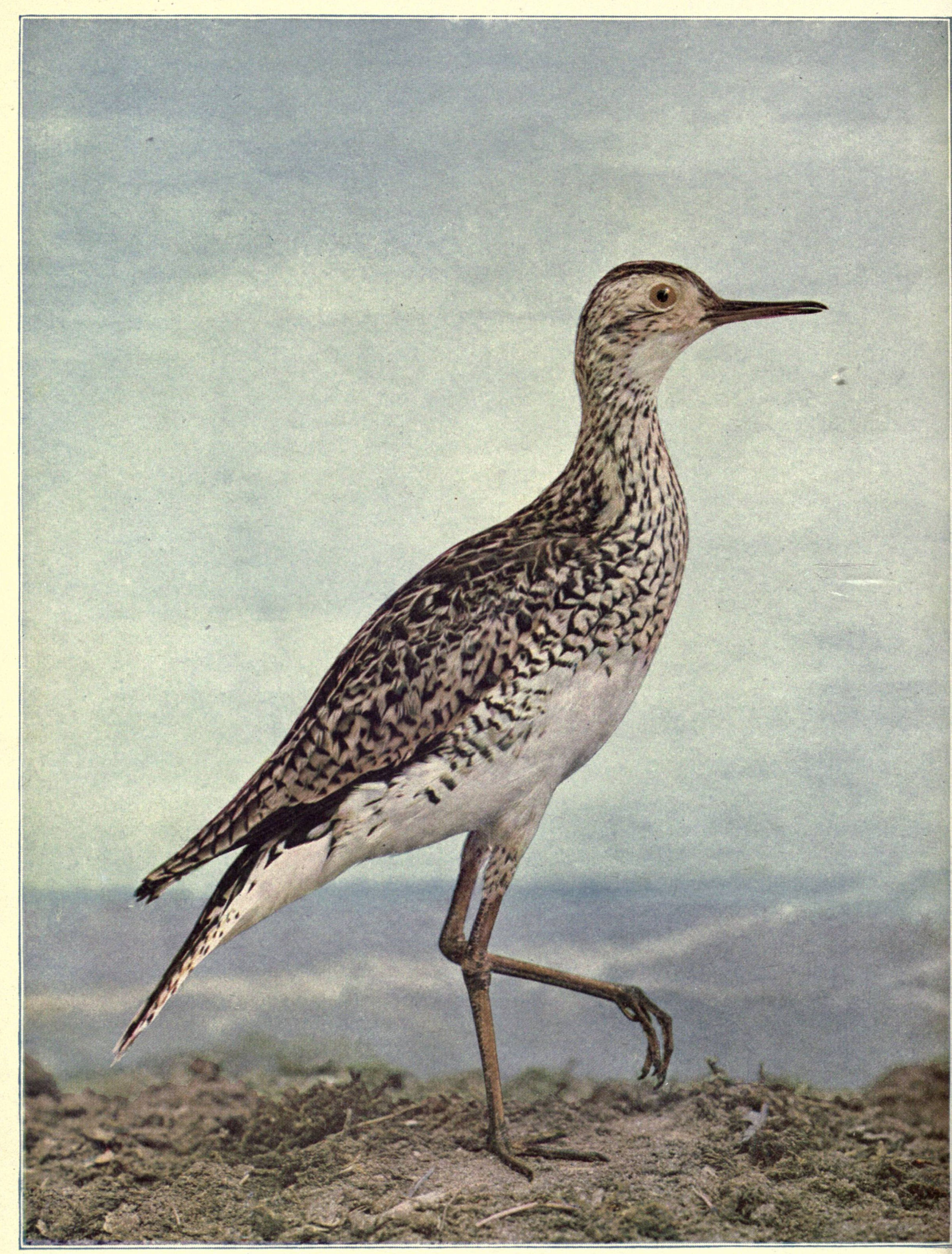 Birds Illustrated by Color Photography, Vol. 3, No. 4. Birds Illustrated by Color Photography, Vol. 3, No. 4.