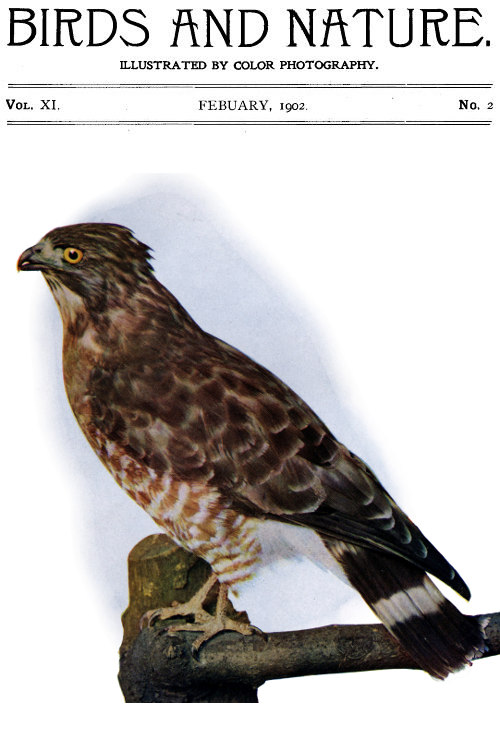 Birds and Nature Vol. 11 No. 2 [February 1902]
Illustrated by Color Photography