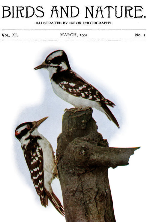 Birds and Nature Vol. 11 No. 3 [March 1902]
Illustrated by Color Photography