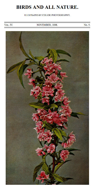 Birds and All Nature, Vol. 4, No. 5, November 1898
Illustrated by Color Photography