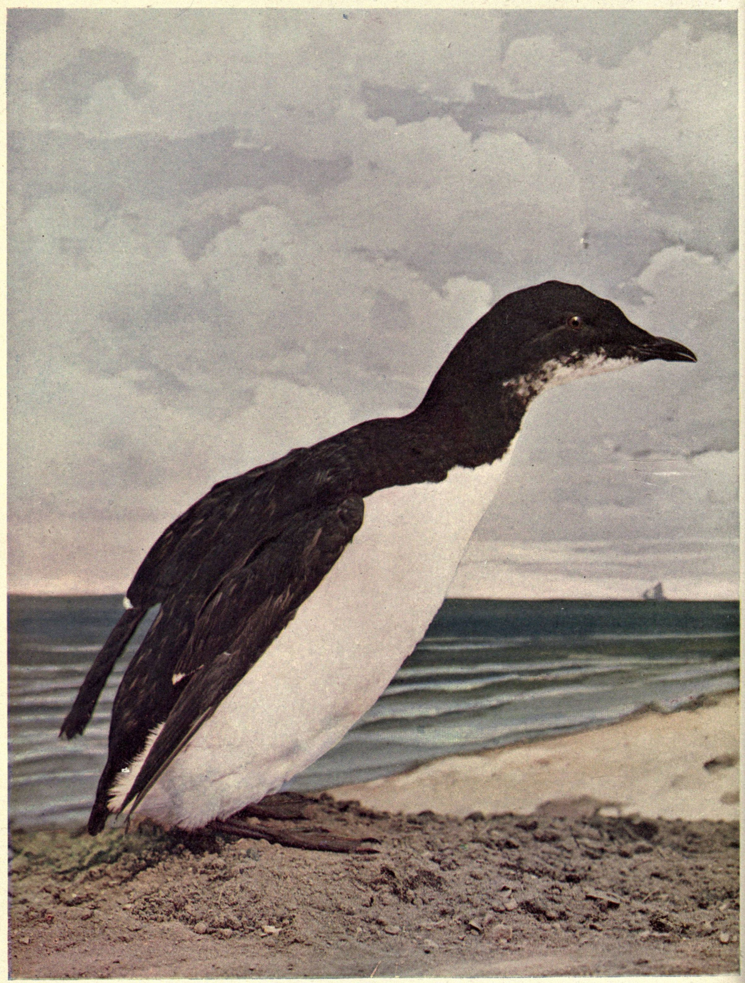 Birds Illustrated by Color Photography, Vol. 3, No. 6, June 1898 Birds Illustrated by Color Photography, Vol. 3, No. 6, June 1898