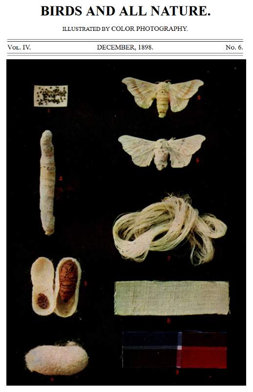 Birds and All Nature, Vol. 4, No. 6, December 1898
Illustrated by Color Photography