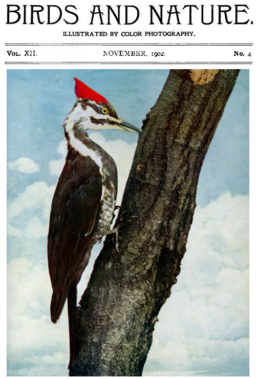 Birds and Nature, Vol. 12 No. 4 [September 1902]
Illustrated by Color Photography