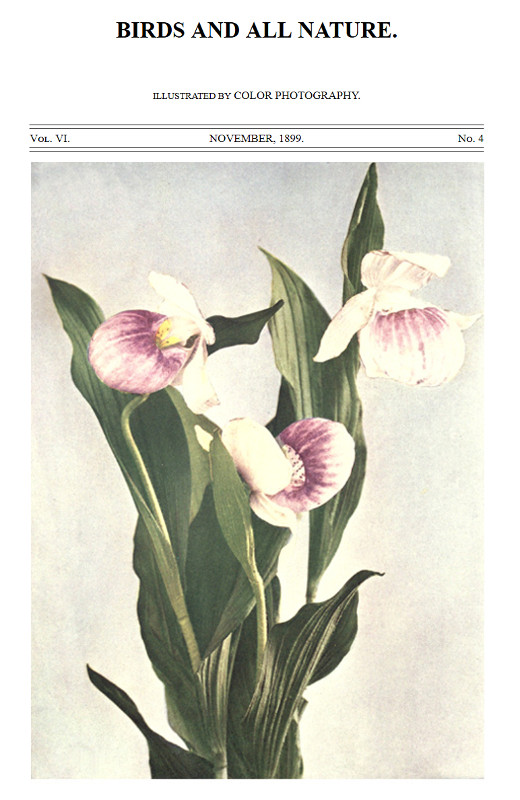 Birds and All Nature, Vol. 6, No. 4, November 1899
In Natural Colors