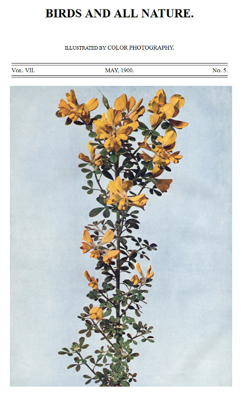 Birds and All Nature, Vol. 7, No. 5, May 1900
Illustrated by Color Photography