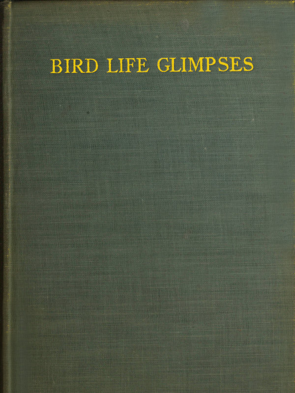 Bird Life Glimpses Bird Life Glimpses