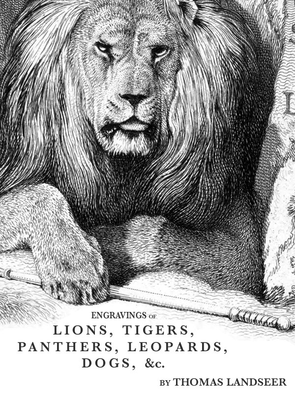 Engravings of Lions, Tigers, Panthers, Leopards, Dogs, &c. Engravings of Lions, Tigers, Panthers, Leopards, Dogs, &c.