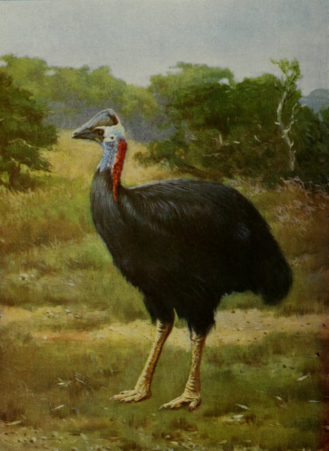 CASSOWARY. CASSOWARY.
