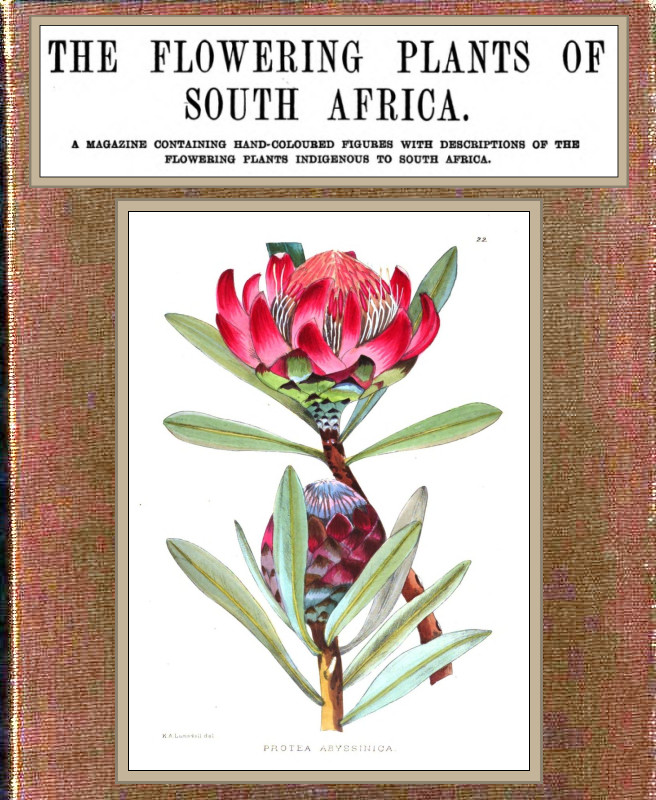 The flowering plants of South Africa; vol. 1 The flowering plants of South Africa; vol. 1