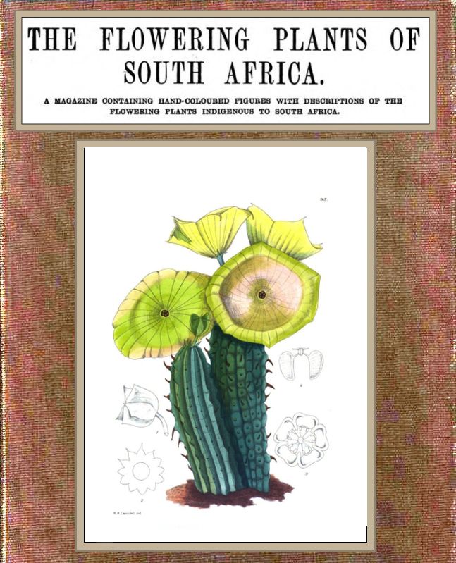 The flowering plants of South Africa; vol. 3 The flowering plants of South Africa; vol. 3