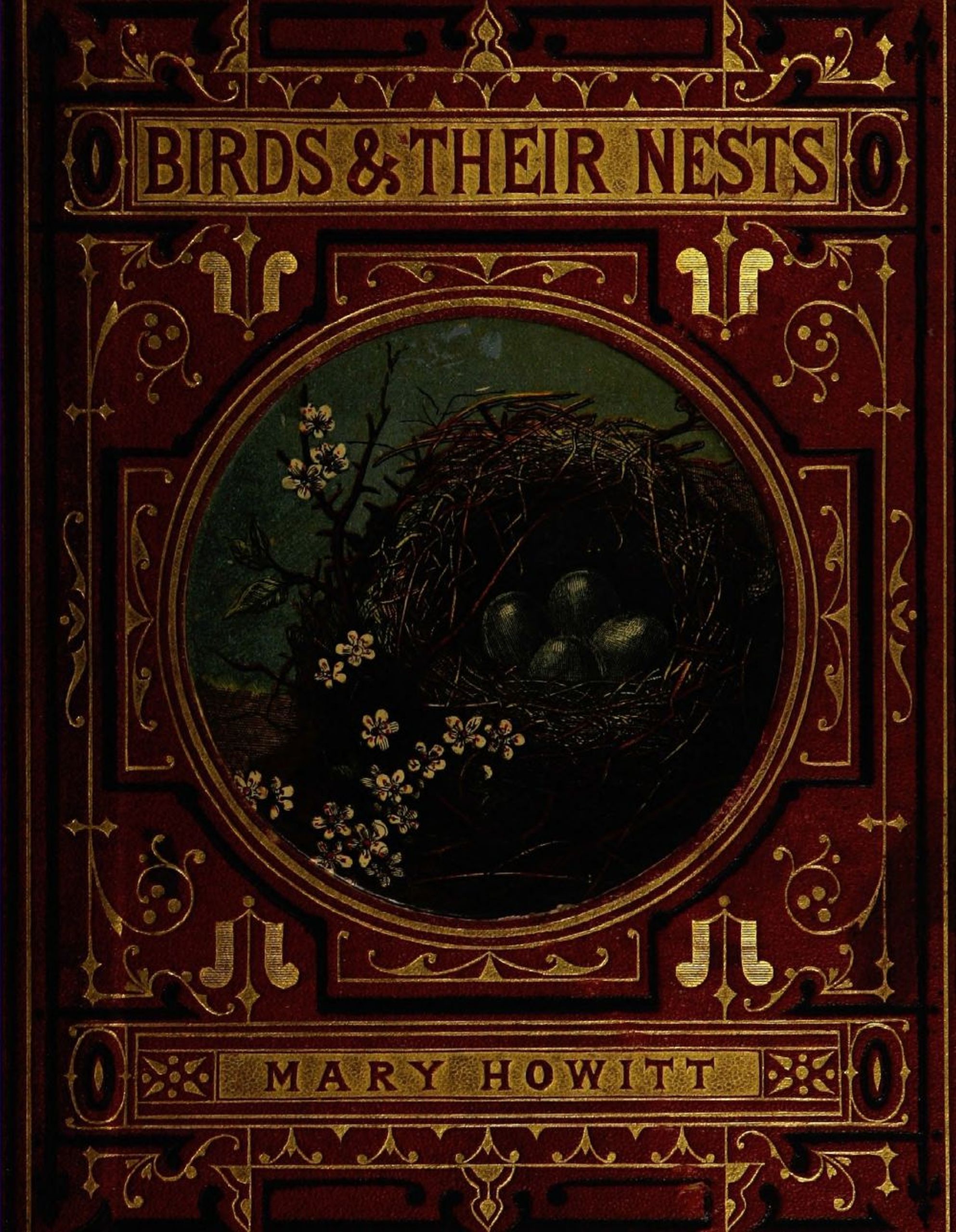 Birds and their nests Birds and their nests