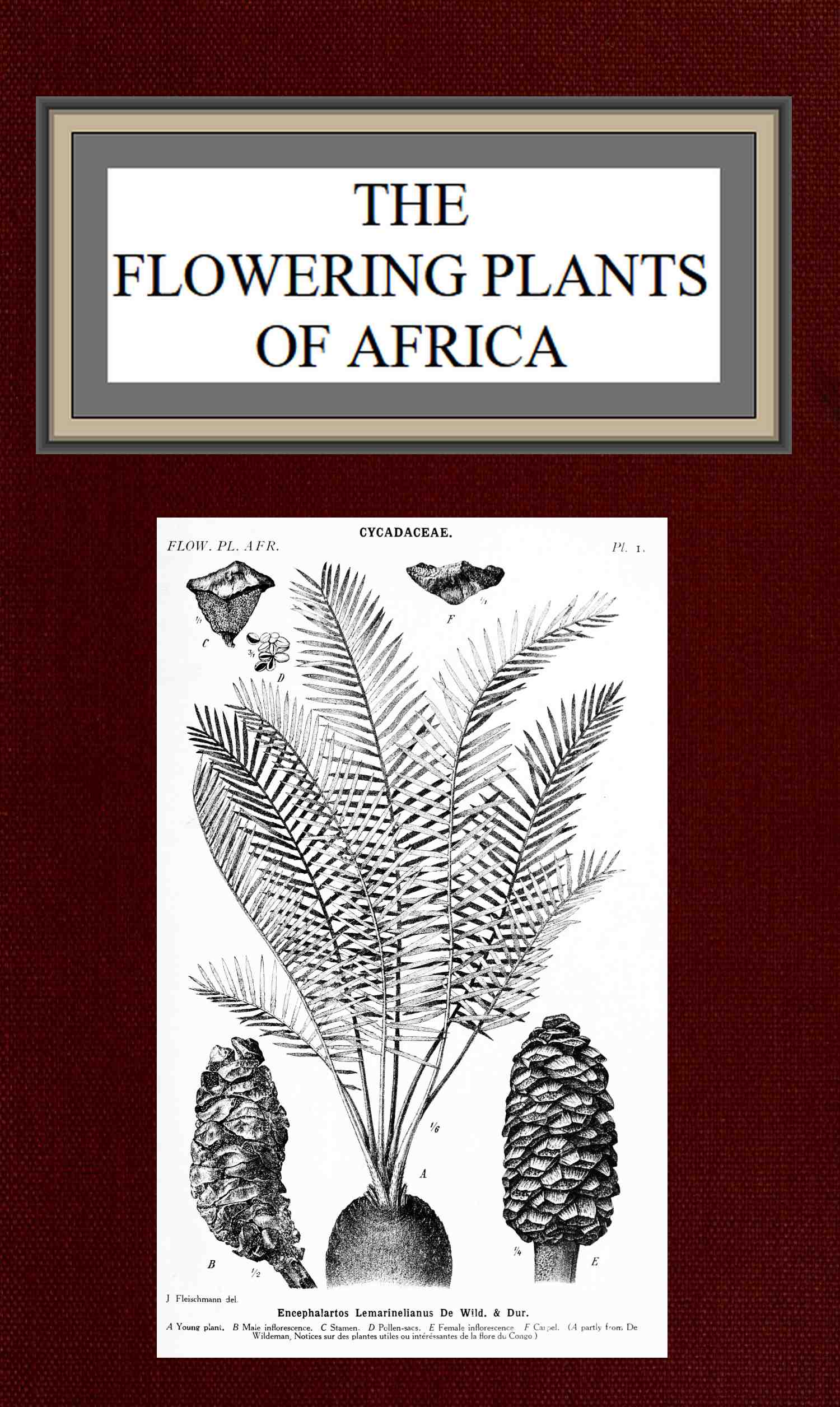 The flowering plants of Africa
An analytical key to the genera of African phanerograms
